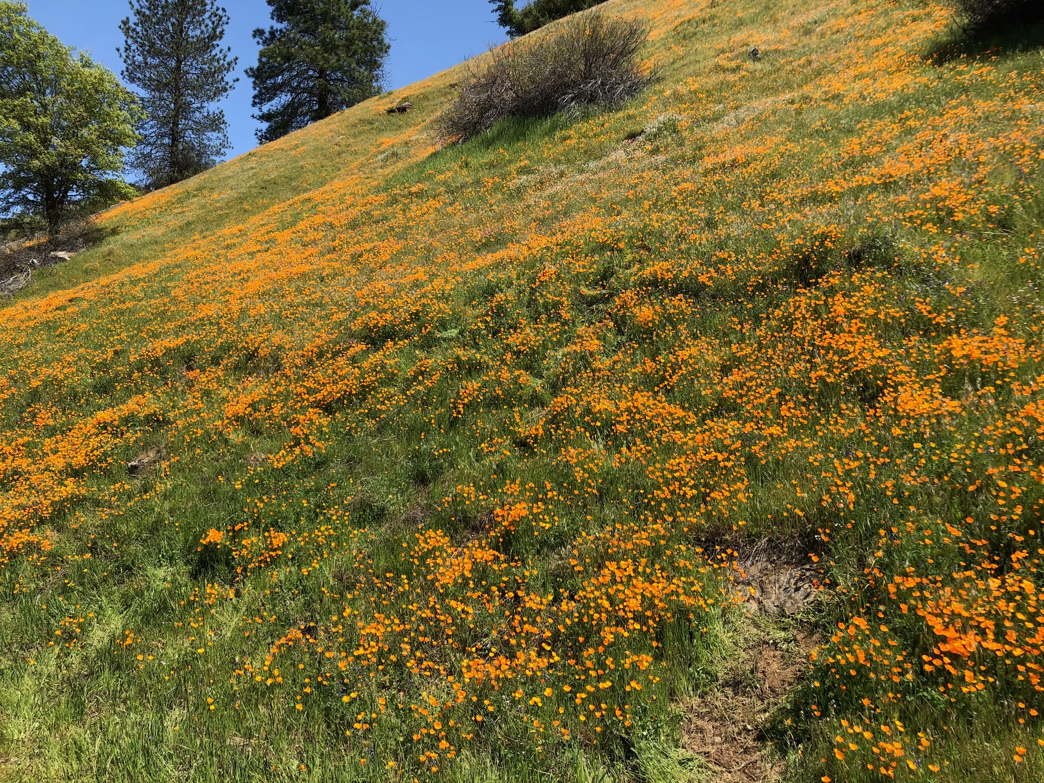 Superbloom