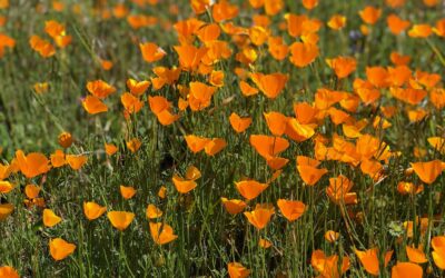 Yosemite Superbloom: Where and When to See It