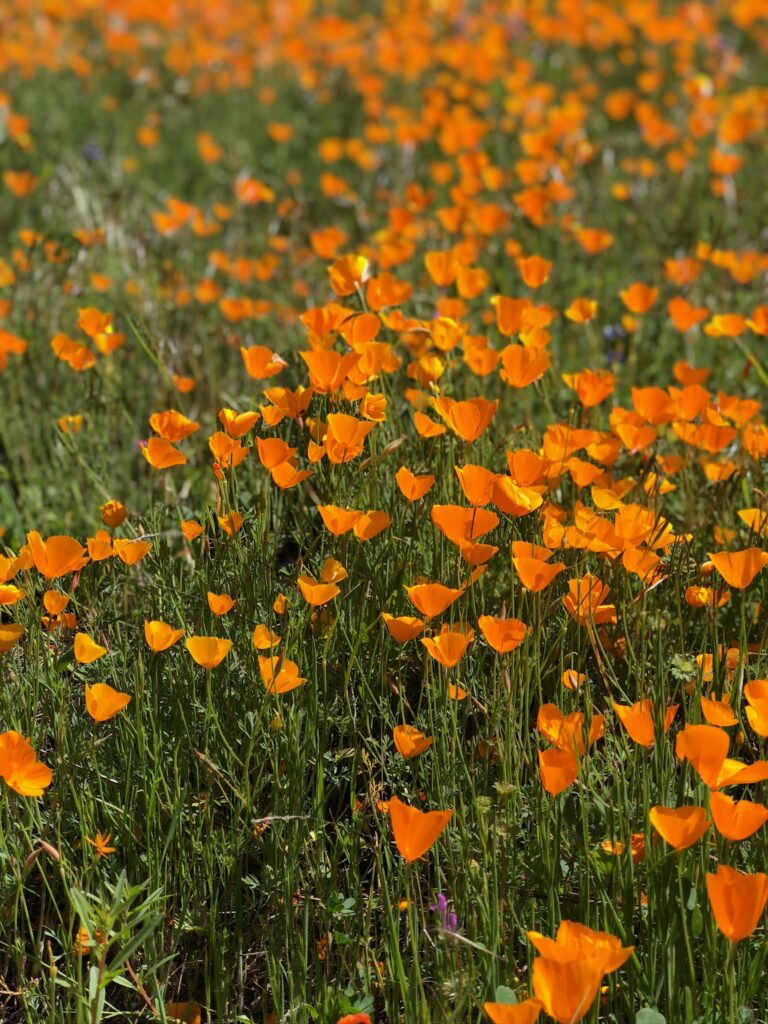 Superbloom