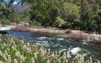 Why You Should Start Planning Your Summer Yosemite Trip Now