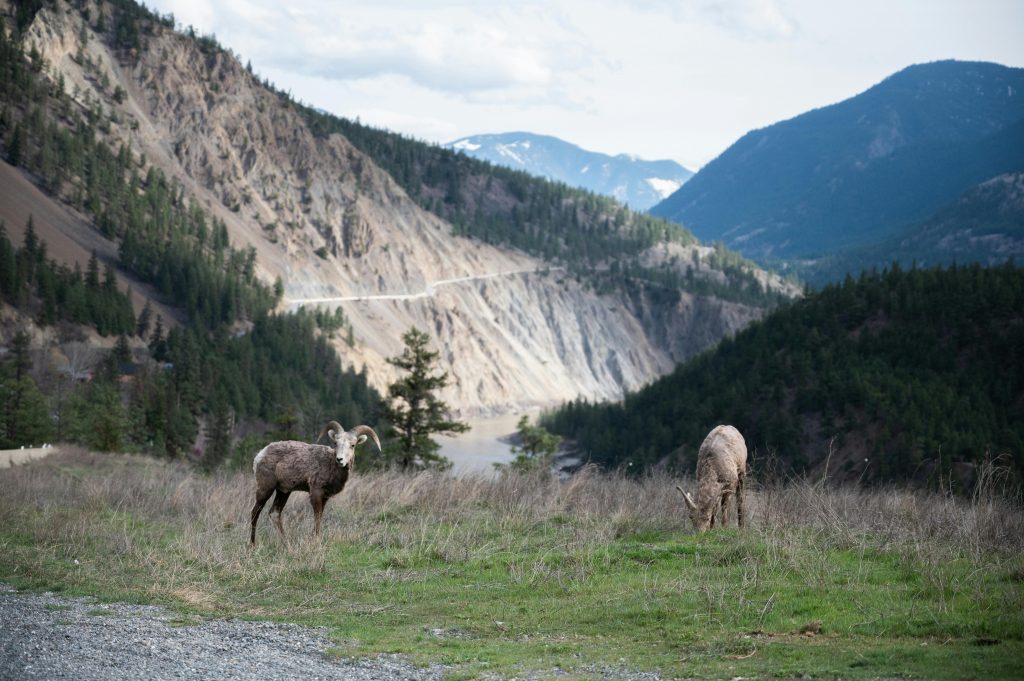 Sierra Nevada Bighorn Sheep, animals yosemite