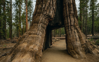 Historic Landmarks and Stories of Yosemite National Park