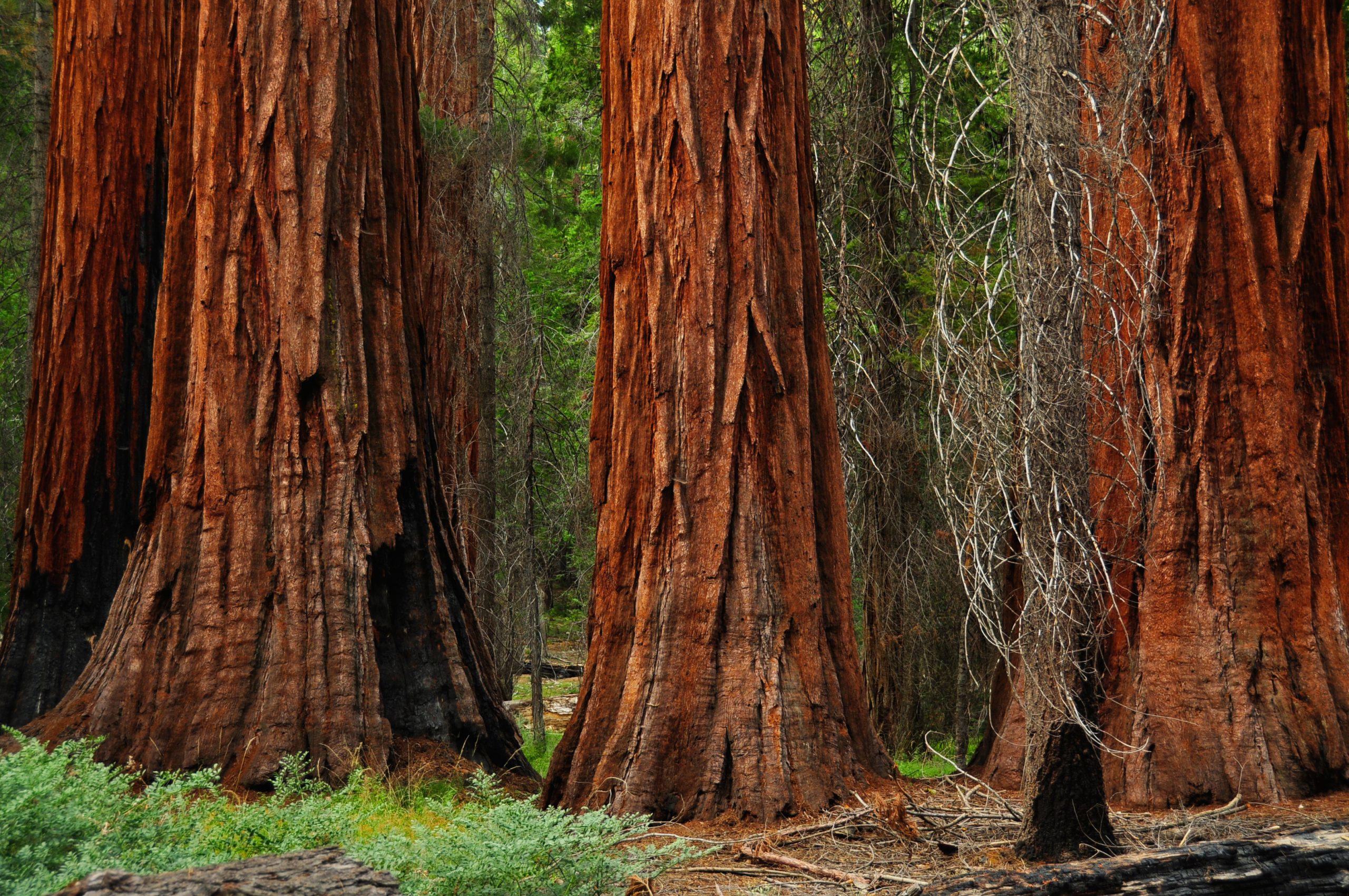 Mariposa Grove