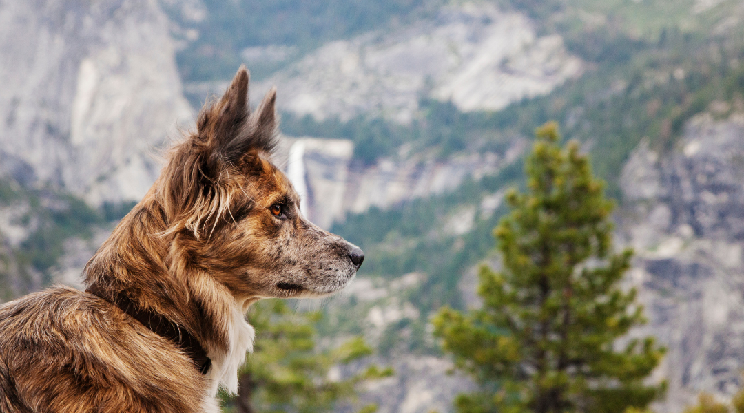 5 Tips for Bringing A Dog On Your Yosemite Adventure