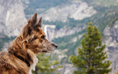 5 Tips for Bringing A Dog On Your Yosemite Adventure