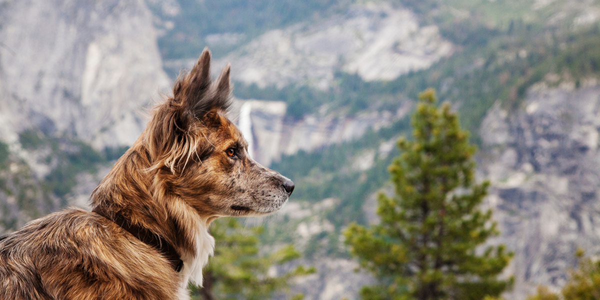 dog yosemite