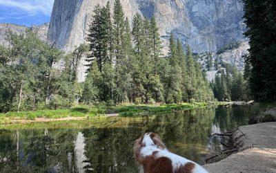 5 Tips for Bringing A Dog On Your Yosemite Adventure